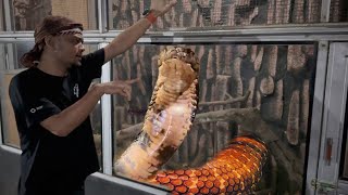 WIDI KING COBRA BESAR KALIMANTAN PINDAH KANDANG‼️GARAGA GALAK JADI TENANG