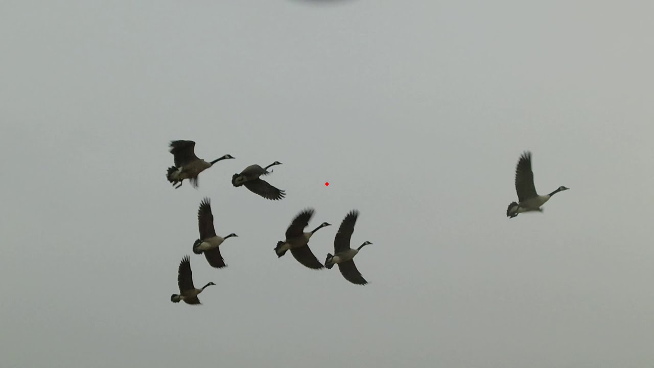 SOLO SILO GHILLIE HONKER HUNT ***(5 CAMERAS RUNNING!)  - in the DIVEBOMBS