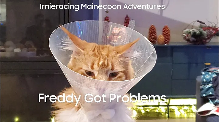 Maincoon Cat Attacked by Pitbull | Freddy Got Prob...