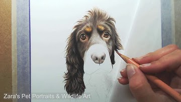 Cocker Spaniel Drawing in Colour Pencils | Full Time Lapse Pet Portrait