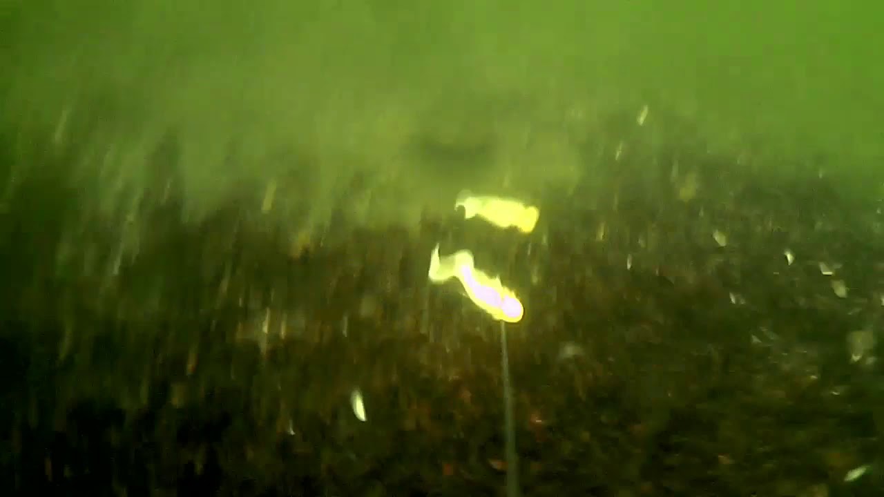Fluke fishing in the manasquan river