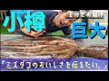 【1分】小樽前浜産　北海 水ダコを仕入れて茹でたて半生でいただく！【その他いろいろ極旨レシピあり】