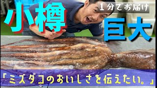 【1分】小樽前浜産　北海 水ダコを仕入れて茹でたて半生でいただく！【その他いろいろ極旨レシピあり】