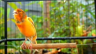 Train Canario Belga Faster – 1 Hour Canario Cantando Natural Training Sound screenshot 2
