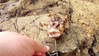 【番外編】珍しい魚を救出！危険な毒針を持つ「オコゼ」だった・・・