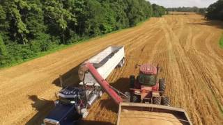 Davis Farms Wheat & Bean