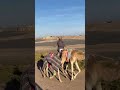 محمد المخيني تسريح البوش محمد المخيني تسريح البوش
