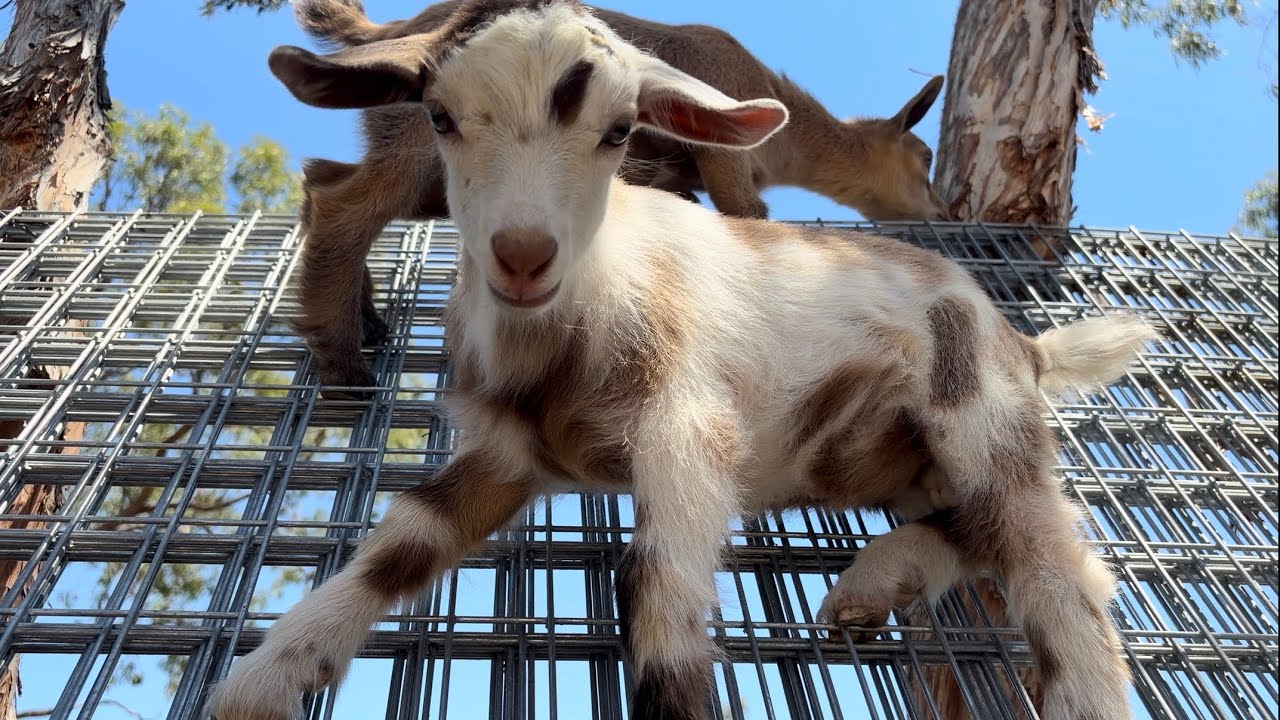 Playful cute Goat kids