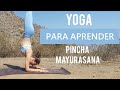 YOGA PARA PRINCIPIANTES - Pincha Mayurasana | Clase completa de vinyasa yoga | MalovaElena