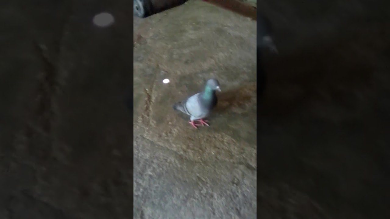 Burung Merpati Balap 