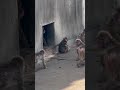 【異変】今日はずっと出てこないパンチくん…。何かあったのかな?宮越さん飼育員の心配が募ります。#パンチくん #shorts
