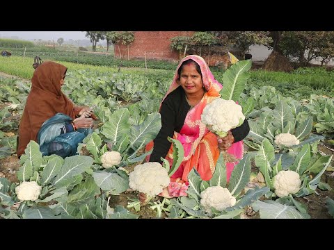 सर्दीयों में बनाए गोभी की भुजिया सीक्रेट रेसिपी || Gobhi ki bhujia