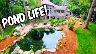 SPECTACULAR Pond Give me 17 Right Now