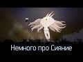 Hollow Knight - Антагонист ли Сияние?