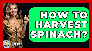 How To Harvest Spinach? - LearnToDIY360.com