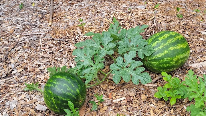 How Many Watermelons to grow per plant? - DayDayNews