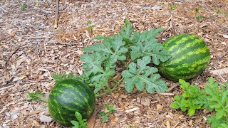 How Many Watermelons to grow per plant?