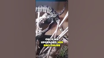 A Simple Step To Improve Your Ball Python