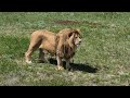 Два верных друга - два рыцаря саванны! Тайган Life of lions in Crimean Taigan