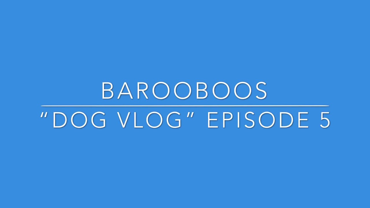 Barooboos “Dog Vlog” Episode 5