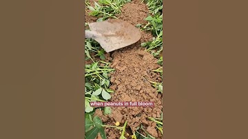 Techniques To Grow High Yield Peanuts #satisfying #shot