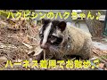 保護したハクビシンのハクちゃん♪ハーネスつけて外にお散歩♫ Take a palm civet for walk
