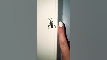 Warning: this video contains scenes of massive maple bugs‼️⚠️