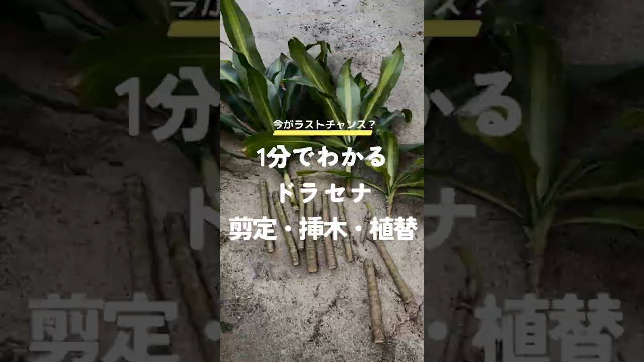 Pruning, cuttings, and repotting Dorase in 1 minute - YouTube