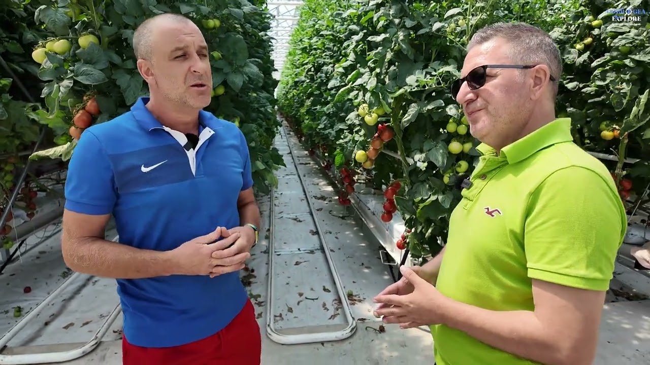 Roșii polenizate cu bondari, crescute în substrat de cocos