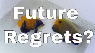 Will I Regret These 4 New Fish? | Waterbox Aquariums Angelfish Reef LX 270.6  Part 6