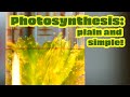 What is Photosynthesis? Why is photosynthesis Important?