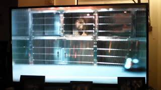 Samsung 'Star Wars (Pets)' Commercial 🌟📺 by jonathan hahn 3,618 views 4 years ago 32 seconds