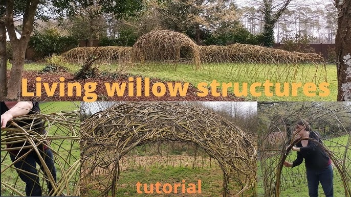 Man Weaves Whimsical Living Fence Out of Willow Branches