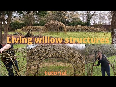 Video: Co je to Willow Dome – Informace o stavbě s vrbovými větvemi