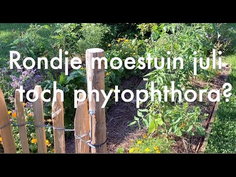 Video: Berk. Verzorging, Teelt, Voortplanting. Bomen. Medicinale Tuinplanten. Nuttige Eigenschappen, Toepassing. Geschiedenis, Legendes, Legendes. Een Foto