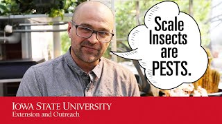 Scale Insect Invasion: Identifying and Combating These Plant Pests by Integrated Pest Management 76 views 4 days ago 1 minute, 41 seconds