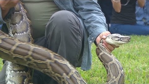 First kills made in python challenge