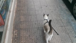 Gato paseando con correa