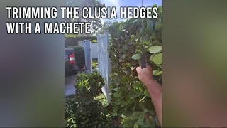 Trimming the clusia hedges with a machete. DIY Trimming Clusia Hedges With Machete