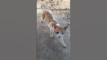 my frist short video 🙋‍♂️ | with Billu Bhai