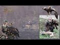 Hari Herak - Hunting with Eagle  - Laslovo 2018