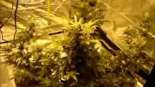 Medical Marijuana Grow - Week 4