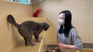 Bogart - Catpawsitive Pro