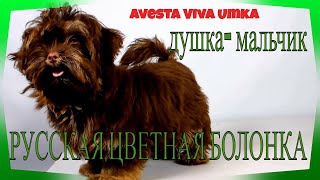 (1) Русская цветная болонка ☘️ Авеста Вива Умка 🐶 (1) Русская цветная болонка ☘️ Авеста Вива Умка 🐶