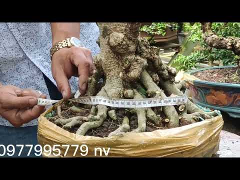 Video nhà vườn Hoàng Anh 0977995779 giao lưu mai chiếu thủy,... - youtube