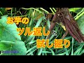 さつまいもの 収穫に向けて！【つる返しから試し堀り】　タネのハシモト