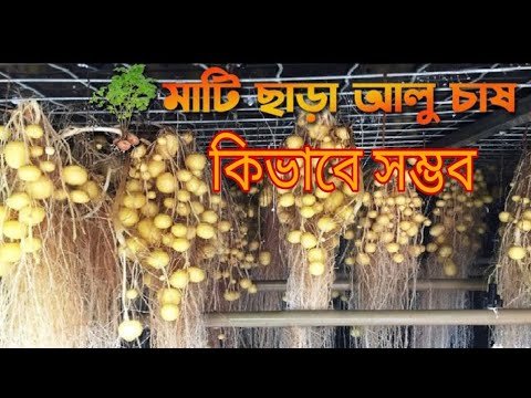 ভিডিও: হিলার চাষ: আলু হিলিংয়ের জন্য একটি মডেল কীভাবে চয়ন করবেন? KOH-2.8 এবং তিন-সারি মডেলের প্রযুক্তিগত বৈশিষ্ট্য। অপারেশনের সূক্ষ্মতা