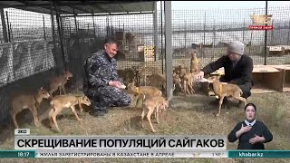 Ученые ЗКО планируют скрестить две популяции сайгаков