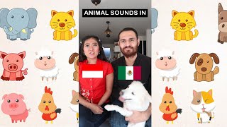ANIMAL SOUNDS IN INDONESIA AND MEXICO #short #shorts