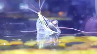 Water strider attaching a green lacewing.